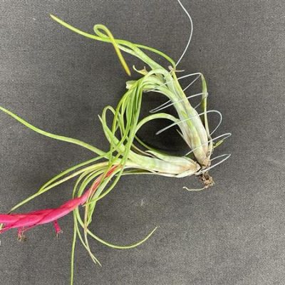 TILLANDSIA juruana