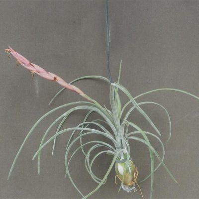 TILLANDSIA juruana