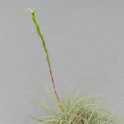 TILLANDSIA karwinskiana