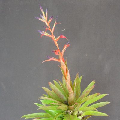 TILLANDSIA leiboldiana