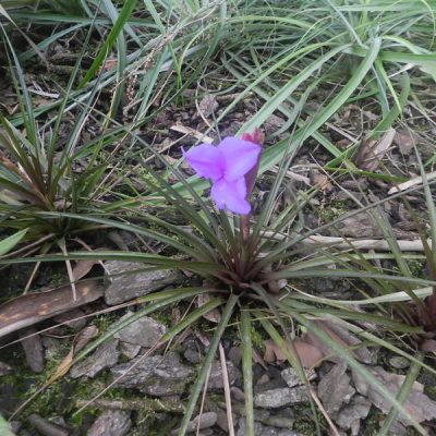 TILLANDSIA lindeniana