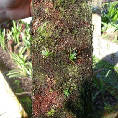 TILLANDSIA loliacea