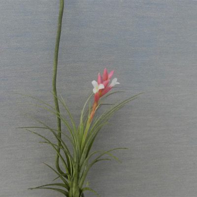 TILLANDSIA milagrensis