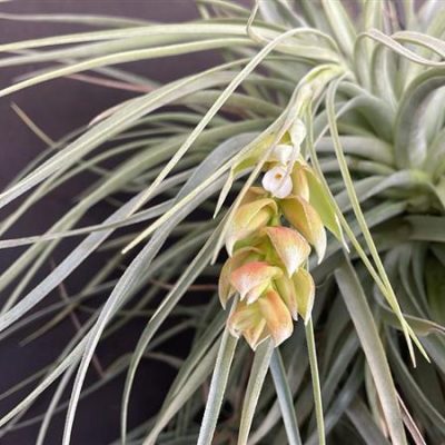 TILLANDSIA pohliana