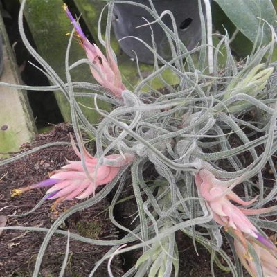 TILLANDSIA pruinosa