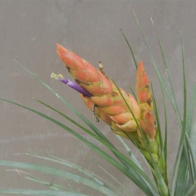 TILLANDSIA rhomboidea