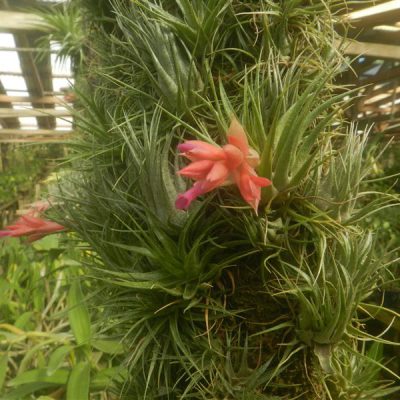 Tillandsia roseiflora