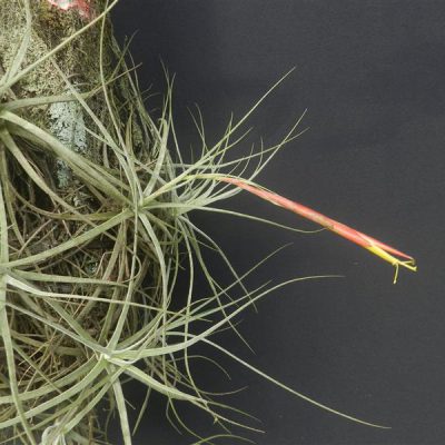 TILLANDSIA schiedeana