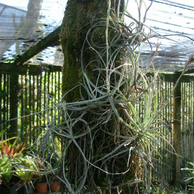 TILLANDSIA streptocarpa