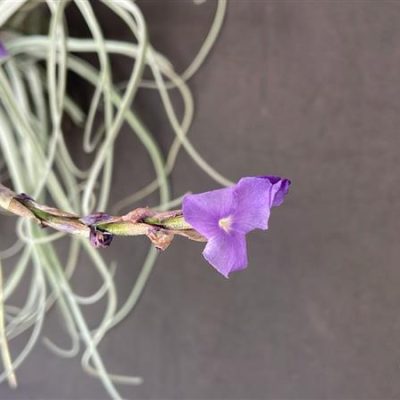 TILLANDSIA streptocarpa