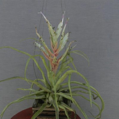TILLANDSIA streptophylla