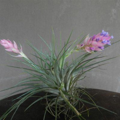 TILLANDSIA stricta