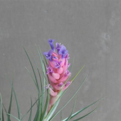 TILLANDSIA tenuifolia