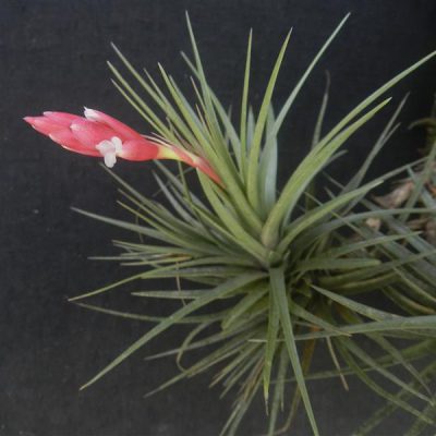 TILLANDSIA tenuifolia var. strobiliformis