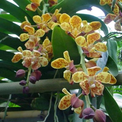VANDOPSIS gigantea
