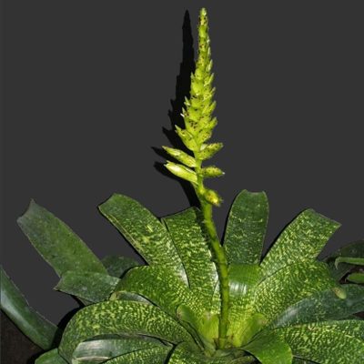 VRIESEA fenestralis
