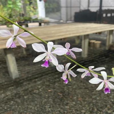 ENCYCLIA dichroma