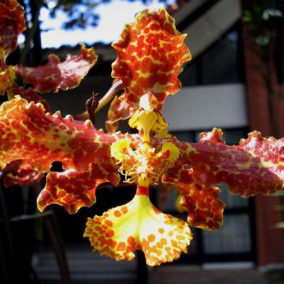 ONCIDIUM stacyi