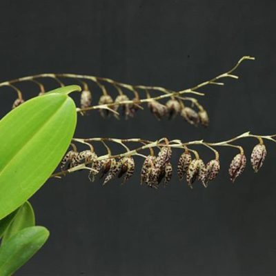 PLEUROTHALLIS restrepioides