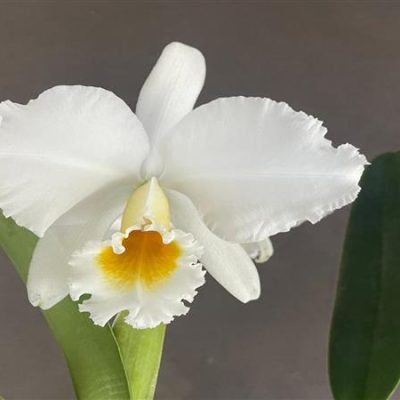 CATTLEYA percivalliana var. alba