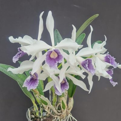 LAELIA purpurata var. werkhauseri
