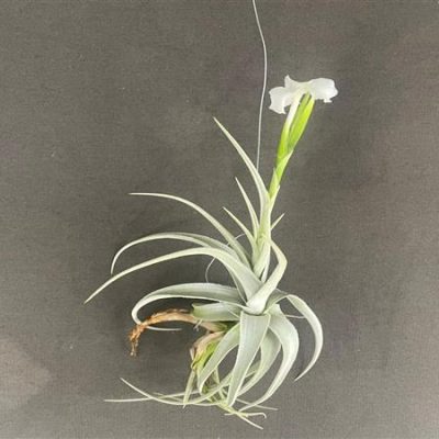 TILLANDSIA xiphioides
