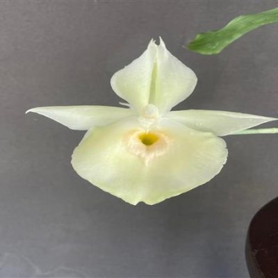 CATASETUM pileatum alba