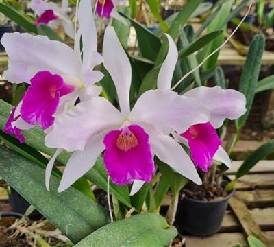 LAELIA purpurata var. josefinae
