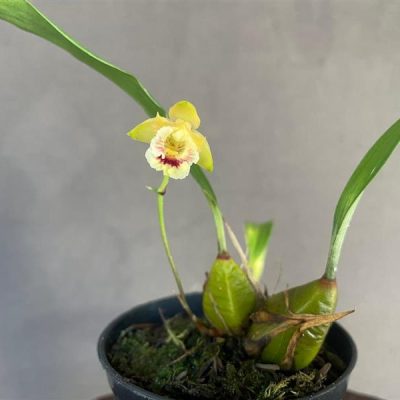 BIFRENARIA vitellina