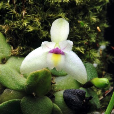 CONSTANTIA rupestris
