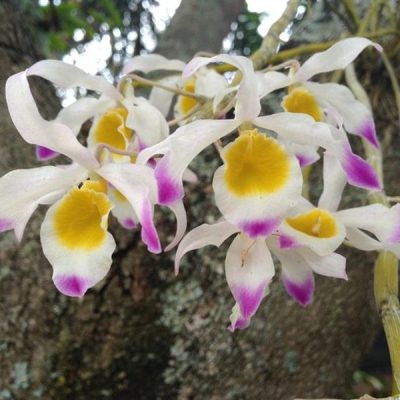 DENDROBIUM crystallinum