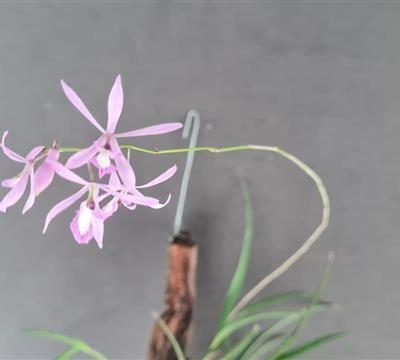 PSEUDOLAELIA vellozicola