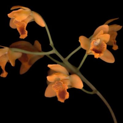 BIFRENARIA vitellina