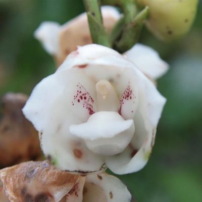 PERISTERIA elata