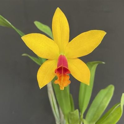 BRASSOLAELIOCATTLEYA Esmeralda Heritage