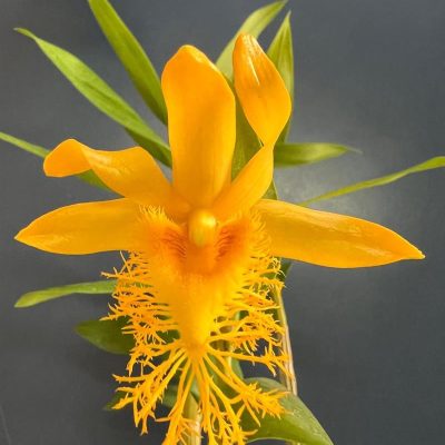 DENDROBIUM brymerianum