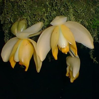STANHOPEA tricornis