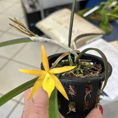BRASSOCATTLEYA Sunny delight