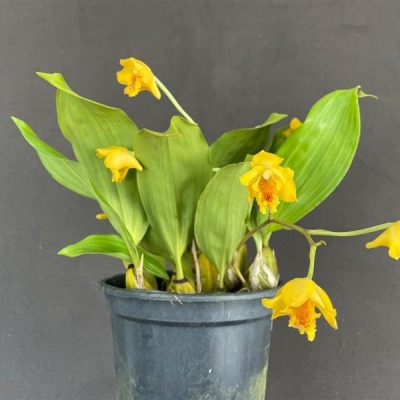BIFRENARIA amarela