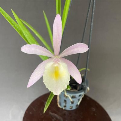 BRASSAVOLA perrini x C. harrisoniae