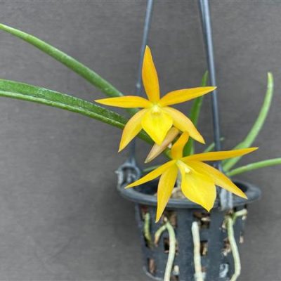 BRASSOCATTLEYA Sunny delight