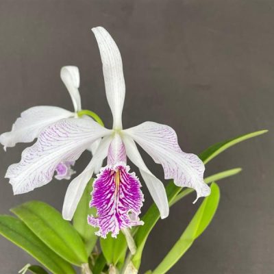 CATTLEYA maxima semi alba striata