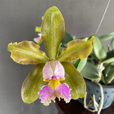 CATTLEYA schilleriana semi alba