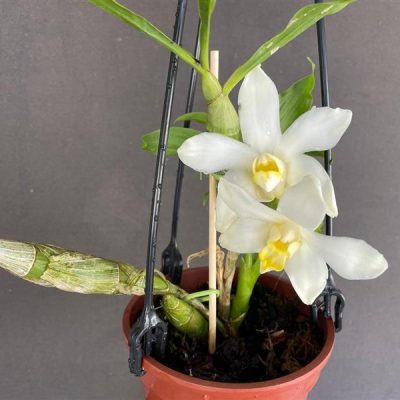 CHYSIS bractescens