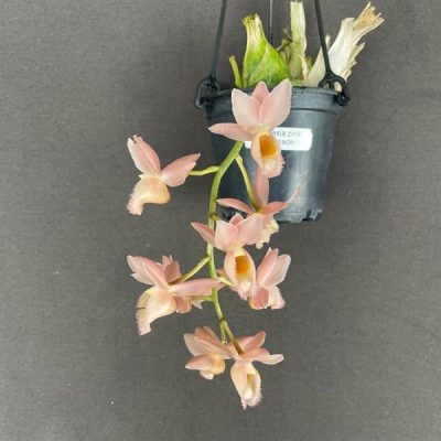 CLOWESIA Pink Lemonade