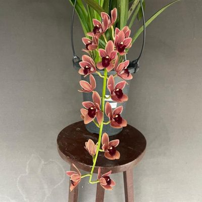 CYMBIDIUM Doroty