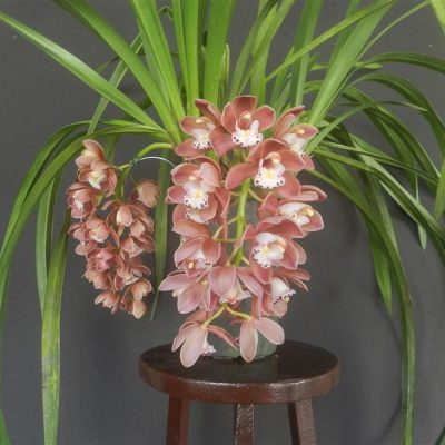 CYMBIDIUM Ruby Sarah