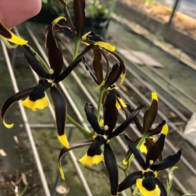 ONCIDIUM Tiger lilith