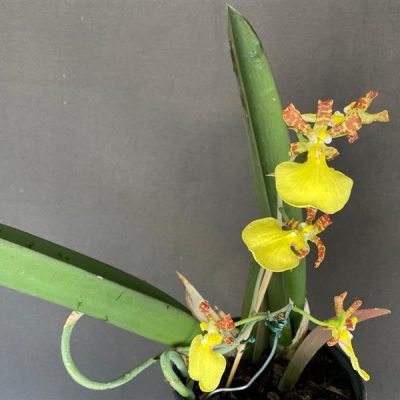 ONCIDIUM splendidum