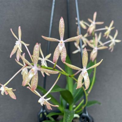 RENANTHERA monachica x Neofinetia falcata